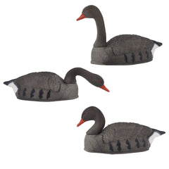 Svømmende Grågås   I Flok ?    Med Forskellig Hals